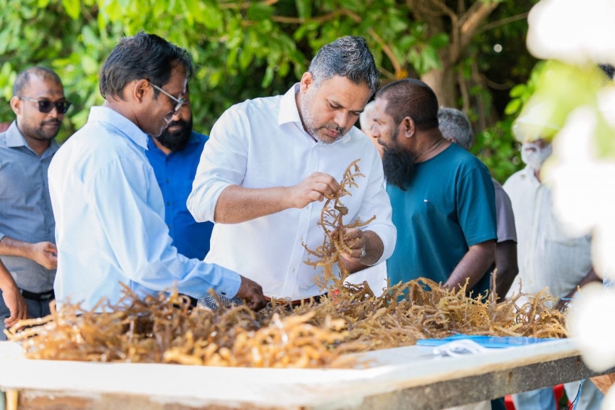 މަހަކު 63 ޓަނުގެ ސީވީޑް ރާއްޖެއިން އެކްސްޕޯޓްކުރަނީ: މެރިކަލްޗަރ ސިނާއަތުން ބޮޑު ކުރިއެރުމެއް!